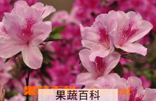 果蔬百科杜鹃花的作用有哪些