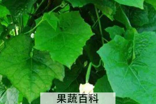 丝瓜叶煮水的功效与作用