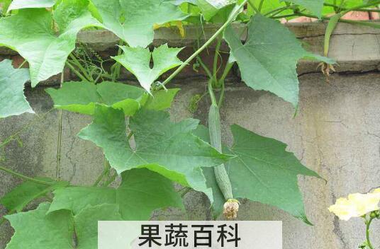丝瓜叶煮水的功效与作用