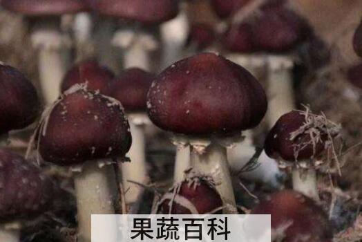 赤松茸的功效与作用 赤松茸怎么吃