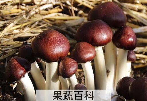 赤松茸的功效与作用 赤松茸怎么吃