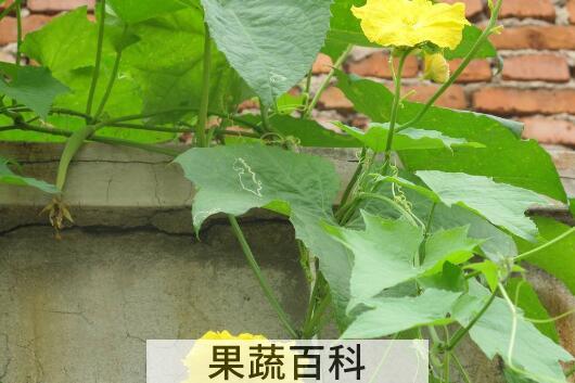 丝瓜叶的功效与禁忌