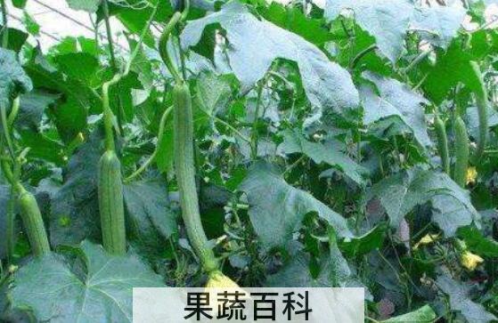 丝瓜叶的功效与禁忌