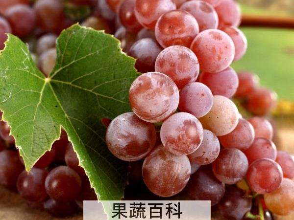 草龙珠的秘密 葡萄干是酸性还是碱性