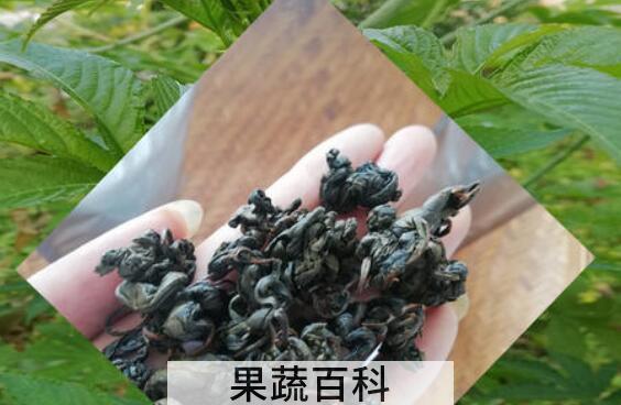 刺儿茶是什么茶 刺儿茶的功效与作用
