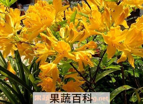 黄杜鹃花的功效与作用