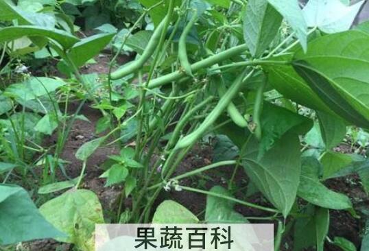 地芸豆怎么种 地芸豆什么时候种植