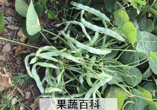 地芸豆怎么种 地芸豆什么时候种植