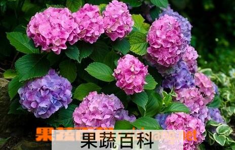 果蔬百科八仙花的药用价值与功效