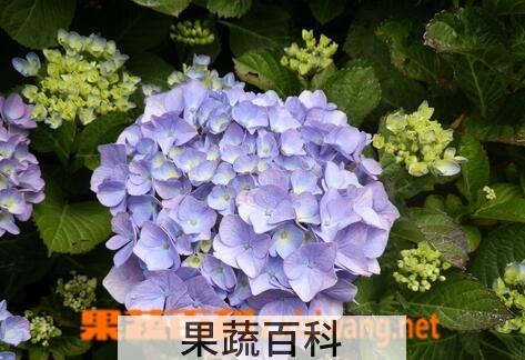 果蔬百科八仙花的养殖方法与注意事项