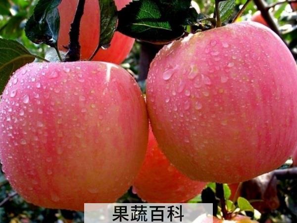 一年之计在于春 春季水果有哪些品种