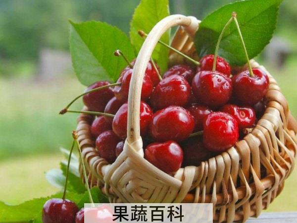 一年之计在于春 春季水果有哪些品种