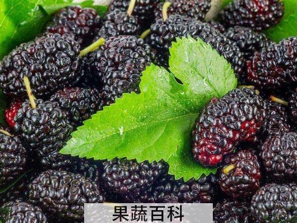 还想再活五百年 最强水果养生榜
