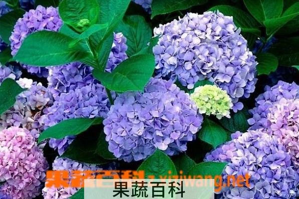 果蔬百科八仙花