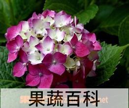 果蔬百科八仙花图片 八仙花的养殖方法