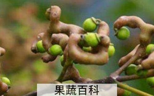 万寿果的功效与作用 万寿果的禁忌