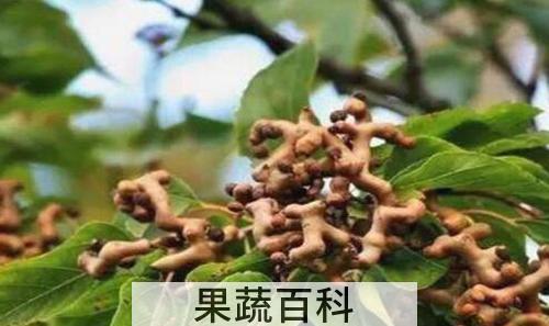 万寿果的功效与作用 万寿果的禁忌