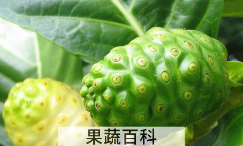 诺丽果的功效与作用及副作用
