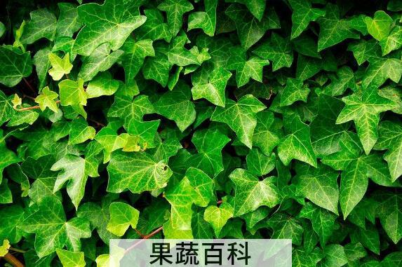常春藤的功效与作用 常春藤的药用价值