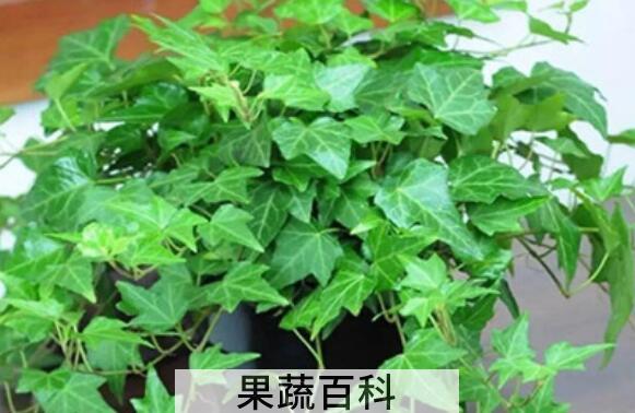 常春藤的功效与作用 常春藤的药用价值