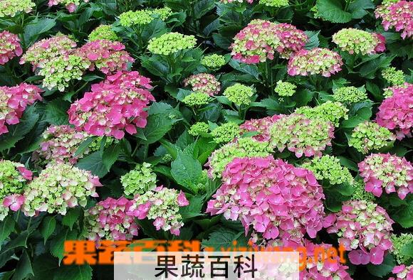 果蔬百科东陵八仙花