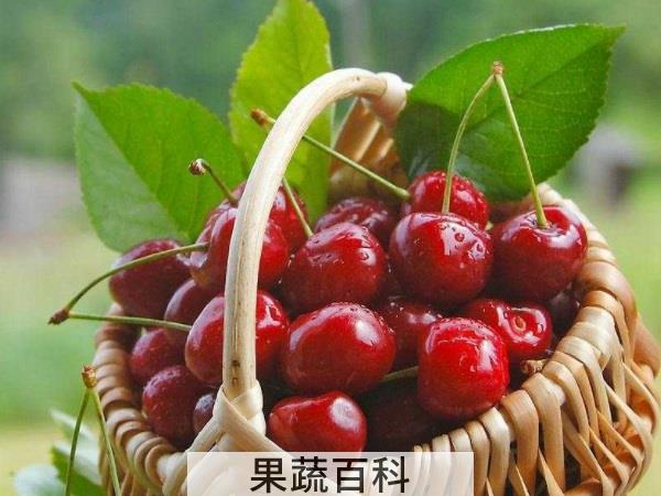 贫血常备水果 樱桃可以补血吗