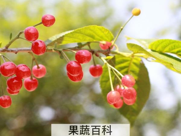 贫血常备水果 樱桃可以补血吗