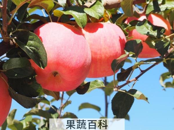 养宫补血祛湿 月经期最宜吃什么水果