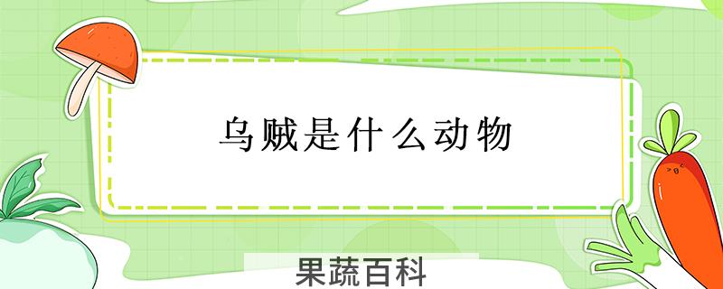 乌贼是什么动物