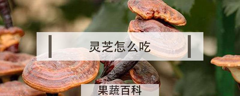灵芝怎么吃