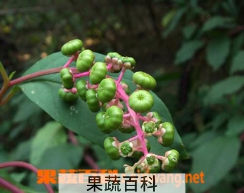 果蔬百科商陆的功效与作用