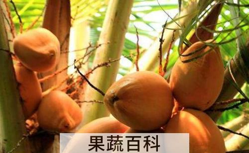 红椰子的功效与作用 吃红椰子的好处有哪些