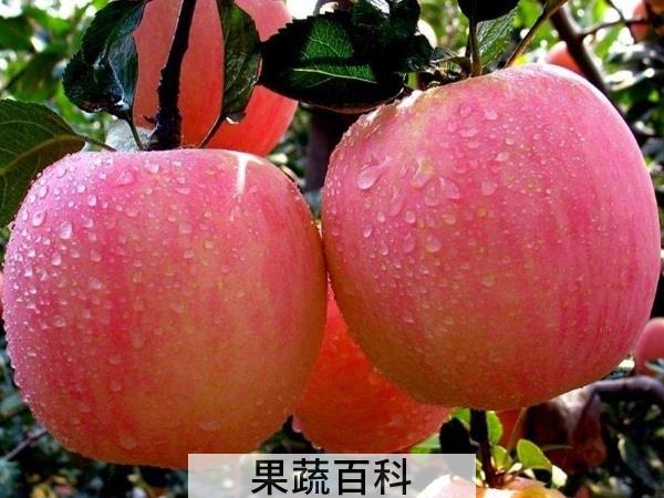 超级宝宝养成攻略 喂奶期间吃水果的好处