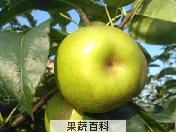 超级宝宝养成攻略 喂奶期间吃水果的好处