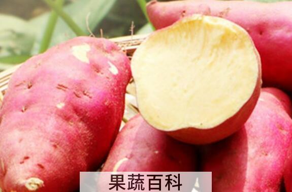 甜薯的功效与作用及禁忌
