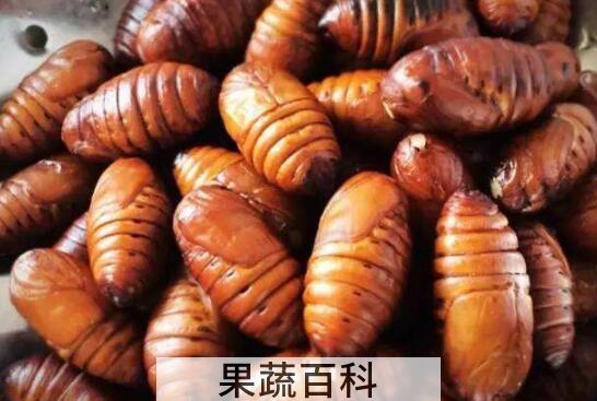 蚕蛹的功效与作用及禁忌