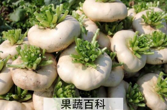芜菁的功效与作用 芜菁的禁忌