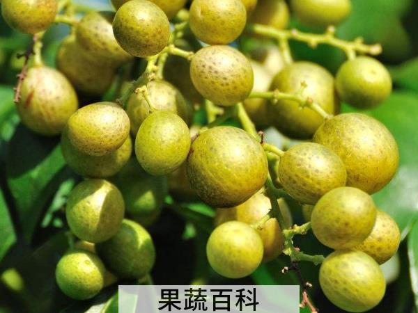 抵抗酷暑怎能少它 夏天的时令水果有哪些