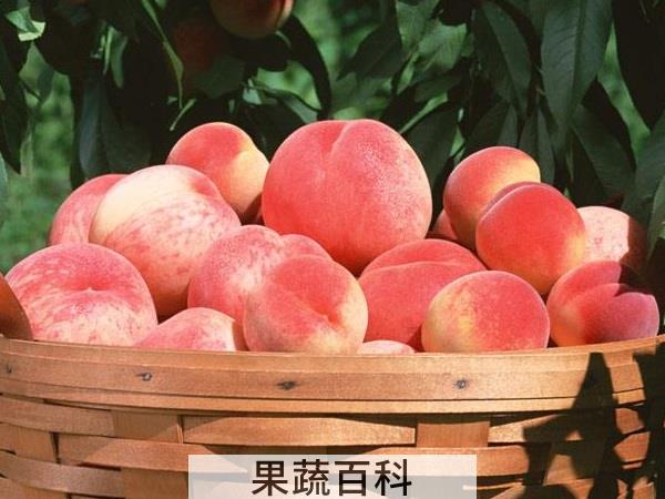 抵抗酷暑怎能少它 夏天的时令水果有哪些