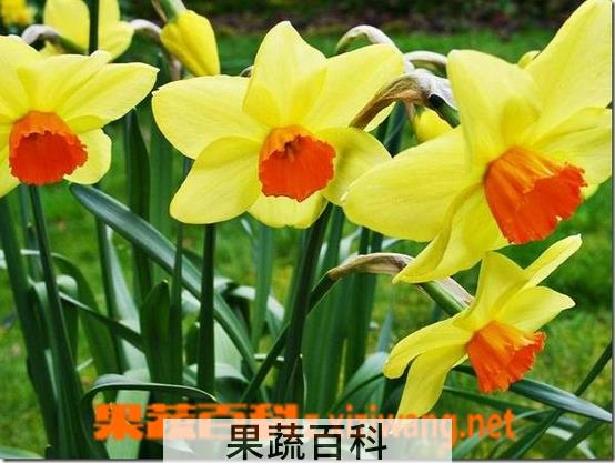 果蔬百科黄水仙