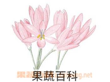 果蔬百科秋水仙