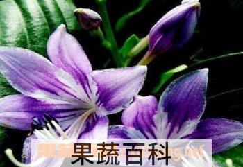 果蔬百科南美水仙