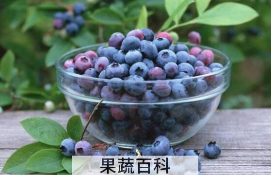 蓝莓浆果的功效与作用 吃蓝莓浆果的好处