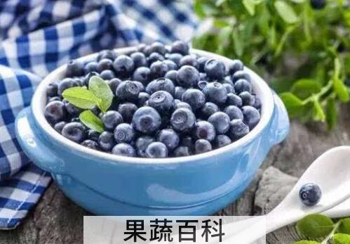 蓝莓浆果的功效与作用 吃蓝莓浆果的好处