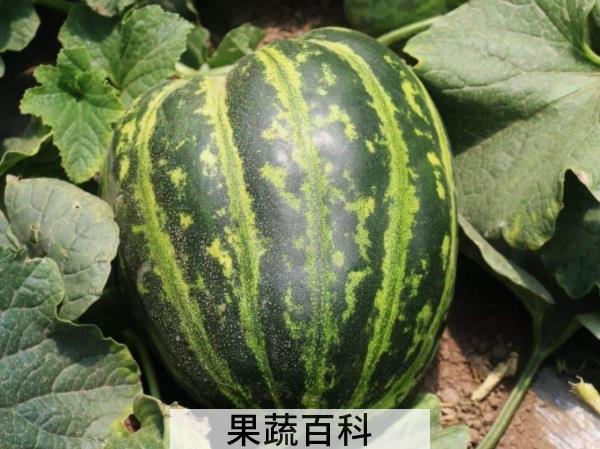 抵抗闷热清凉一夏 三伏天水果吃什么