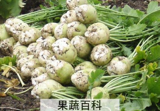 大头菜的功效与作用
