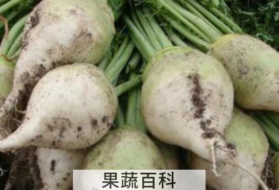 大头菜的功效与作用