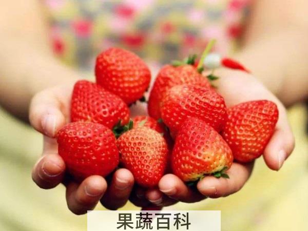 维生素C小霸王 吃草莓的好处