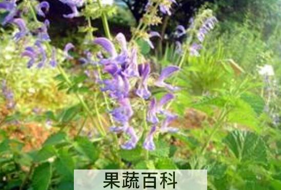 丹参花茶的功效与作用