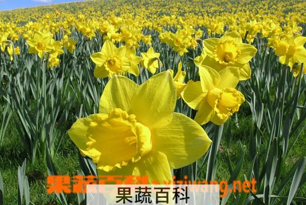 果蔬百科水仙花的功效与作用